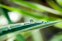 Obraz Rosa na liste 1680